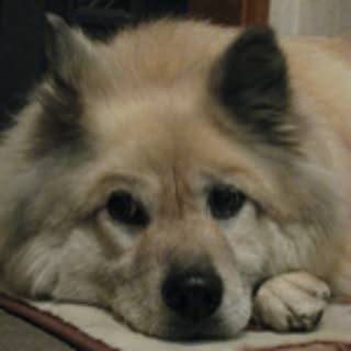 ___shiba