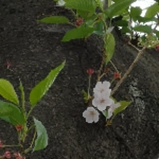 ketayu