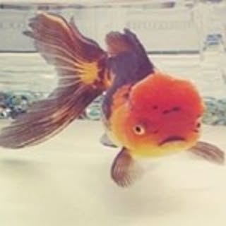 Akubi