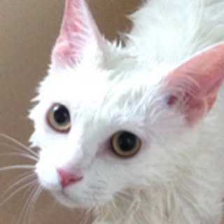 karincyu