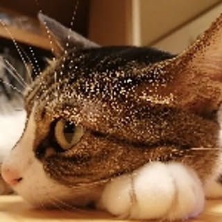 Yuki