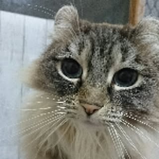 tanu-chan