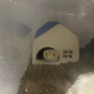 popcorn