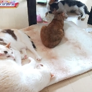 kota