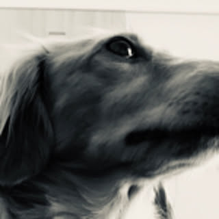 tom