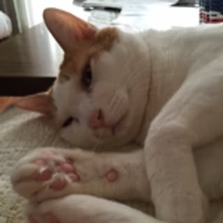 maliboo