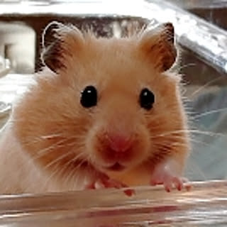 kinta