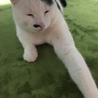 chiro