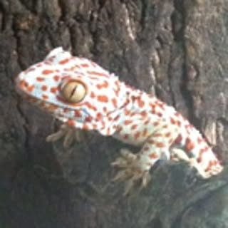 gyamo