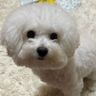 hisamanchan