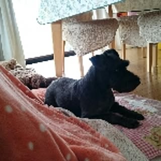 Koji
