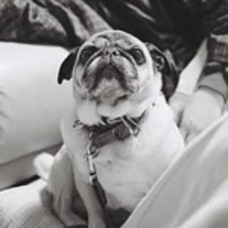 1121pug