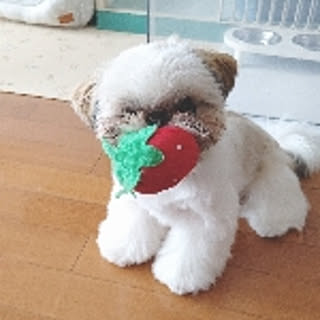 Miyuki