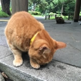 Aji
