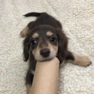 Kiyomi