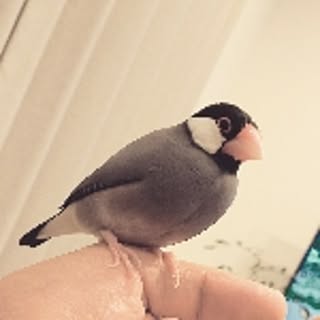 pita