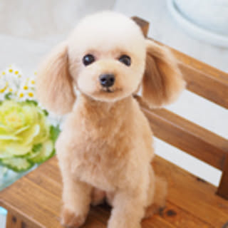 hii