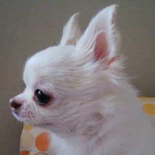 chihi-home