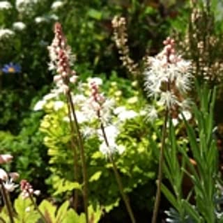 tiarella
