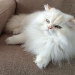 maro