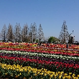 peppu4051