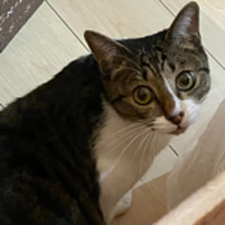 hatsue