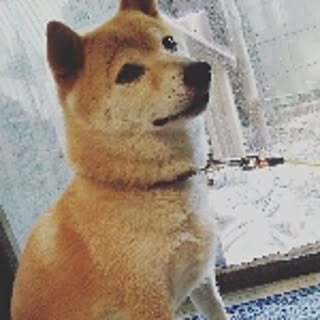 kuma_mi2011