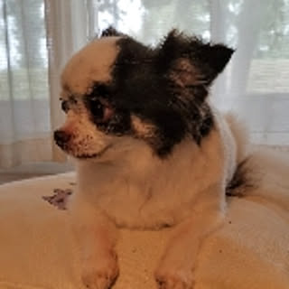hycho