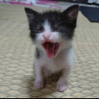 mushmushmilk