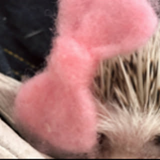 mocomoco