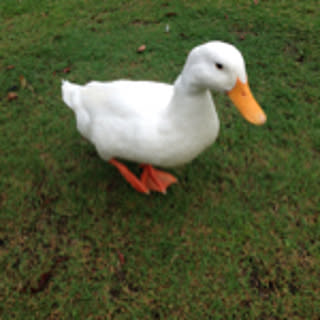 yo2