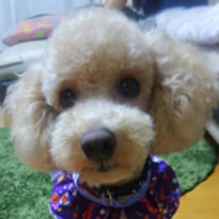 chiy