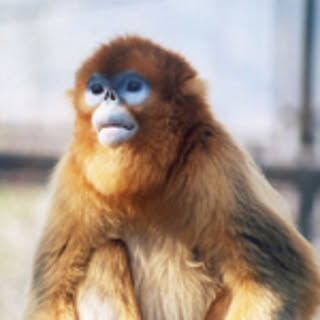 mura