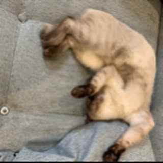 pipipi