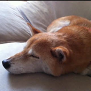 dasako