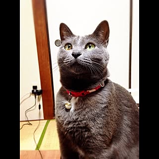 chikoko