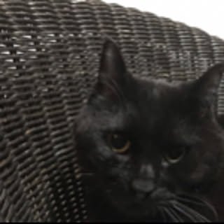 kubo