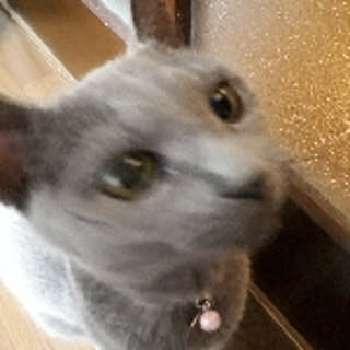 mighty_tama