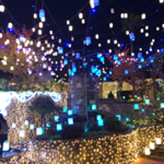 hassleriana