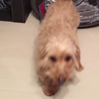 kobu