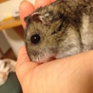haruka