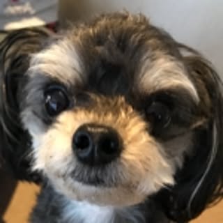 kokomo