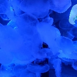 tara