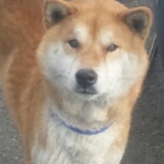 koyomin
