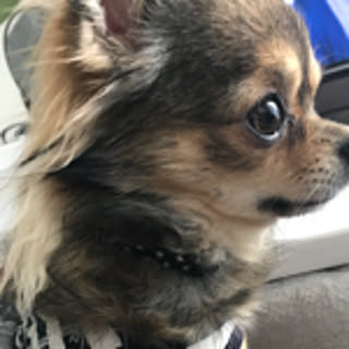 Chamu