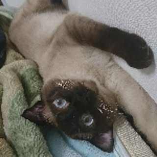 cyamo