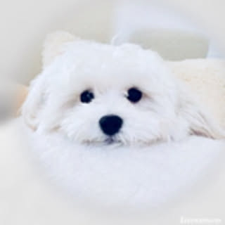 Mopmama