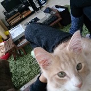 Kenji