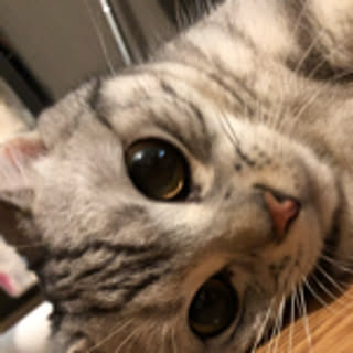 tai