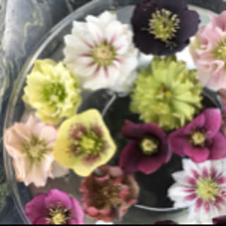 wasabi